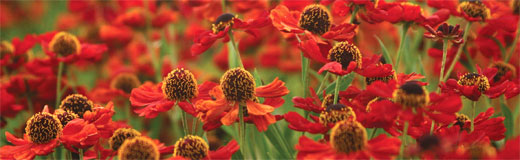 perennials