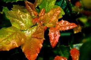 10303178_735228986518801_6642225437672233290_n