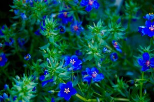 11248160_939738349401196_3956997044590095031_o